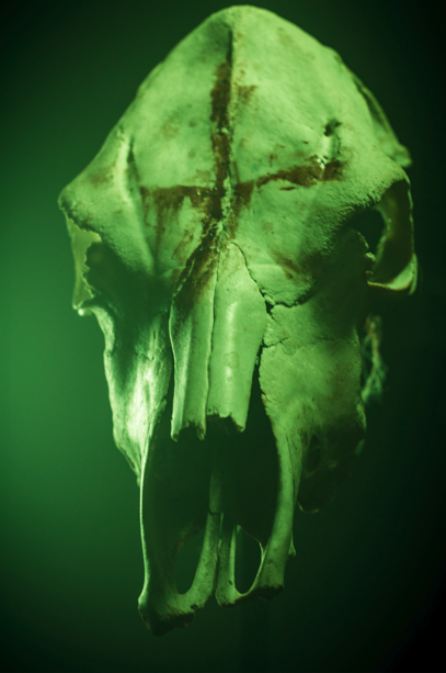 Photograph of a Cow Skull