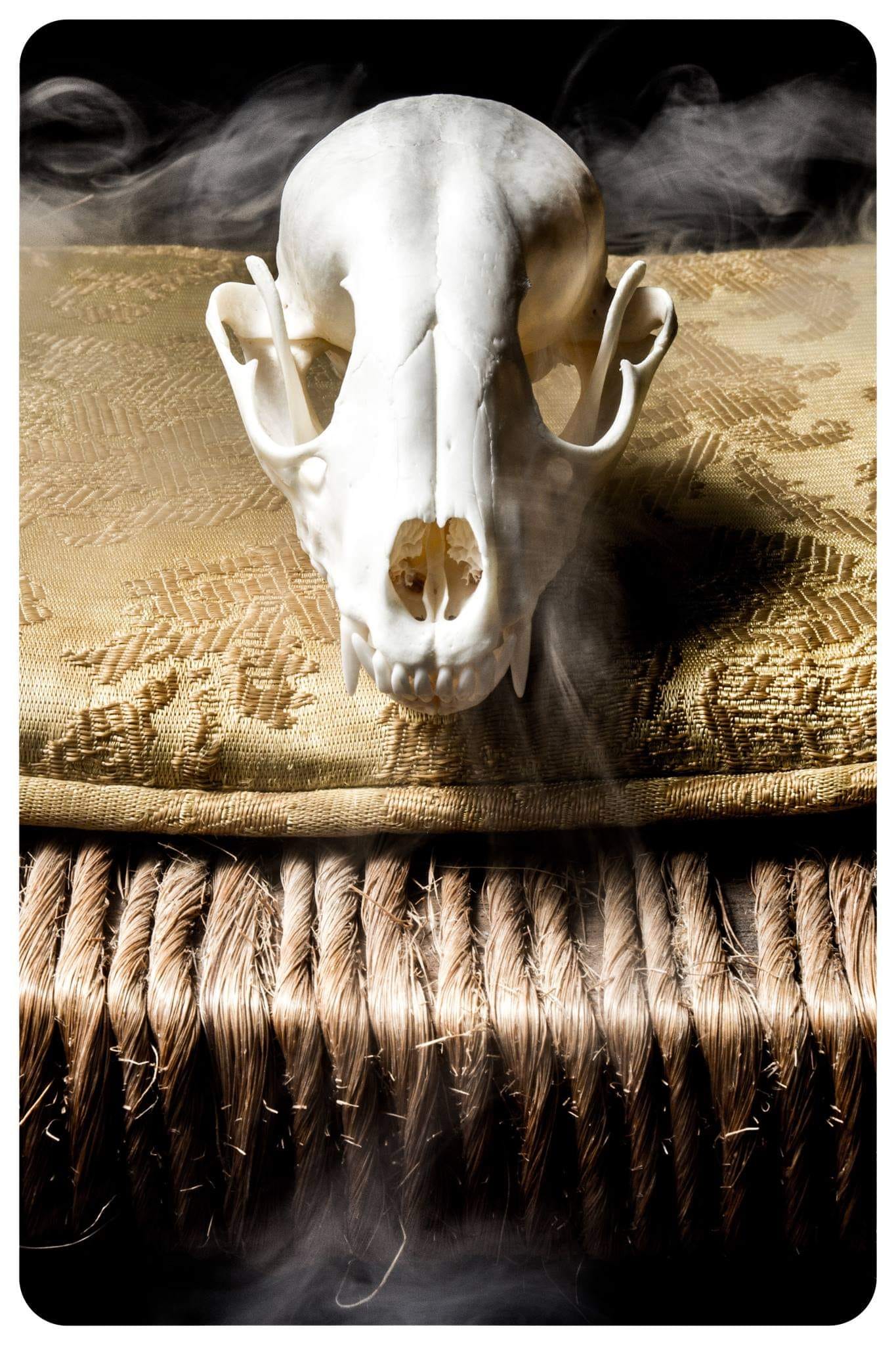 Photograph of Skull on Pillow