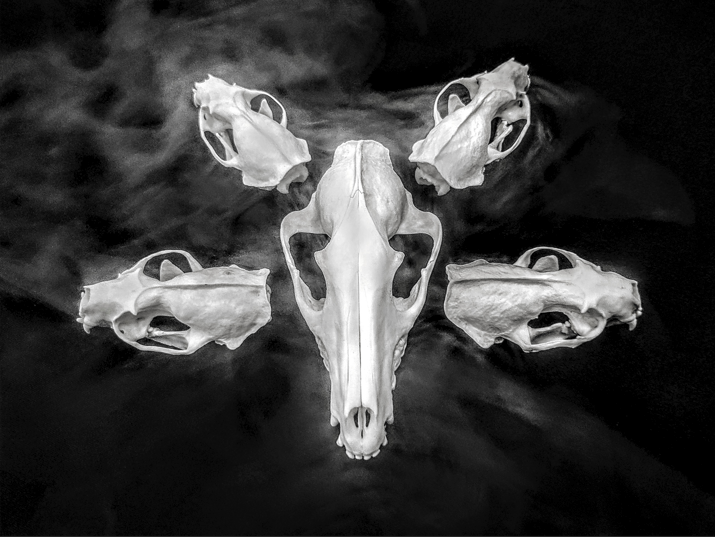 Photograph of Skulls in the Shape of a Pentagram