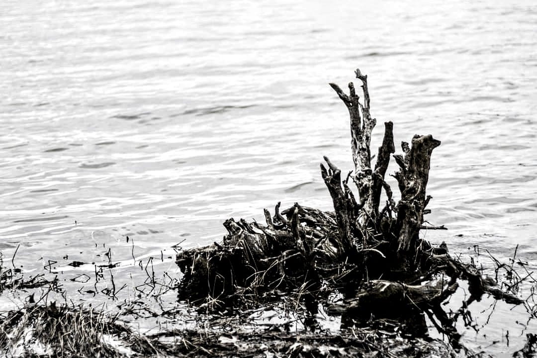Photograph of a Treestump